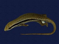 藏品(多稜南蜥)的圖片